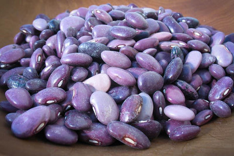 Ayocote Morado, a purple medium size bean-Rancho Gordo, Heirloom beans.