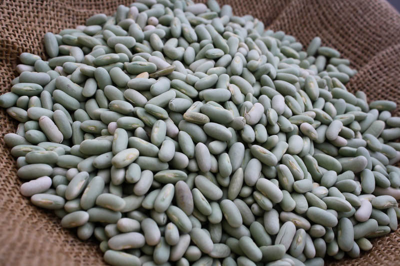 Flageolet, a small white to pale celadon green bean, Rancho Gordo - Heirloom beans
