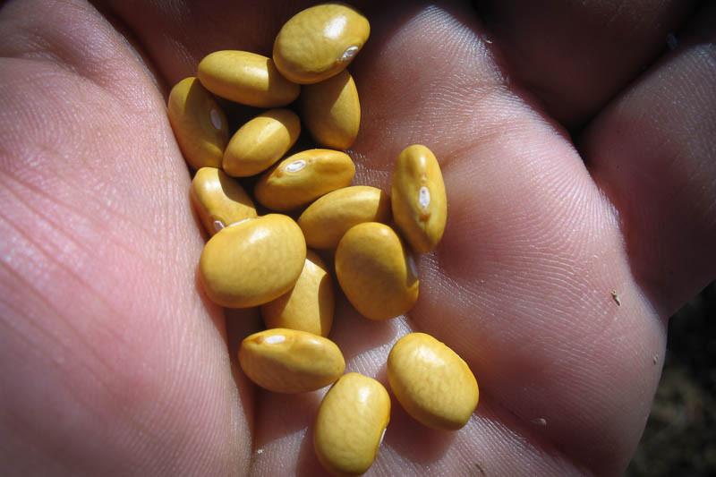 A hand holding some dried Rancho Gordo Buckeye Beans