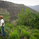 Oregano Indio , Herbs and Spices - Rancho Gordo, Rancho Gordo
 - 3