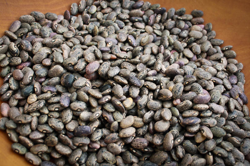 Moro, a small brown bean with black marketings - Rancho Gordo, Heirloom beans