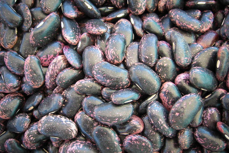 Scarlet Runner, a large purple and black bean - Rancho Gordo, Heirloom beans