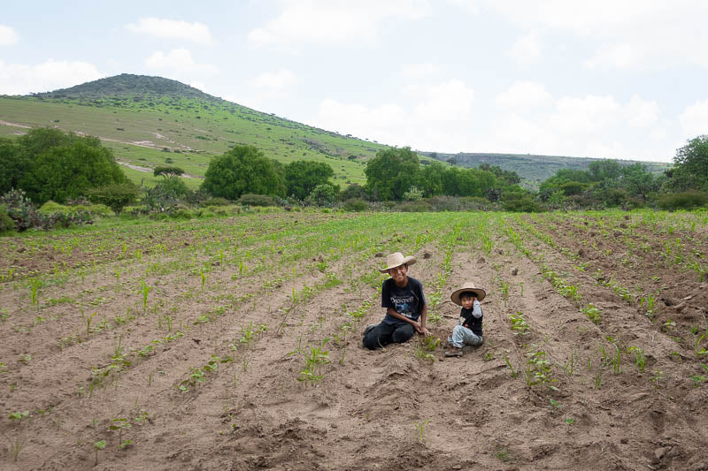 Two young boys sitting in a bean field in Hidalgo, Mexico